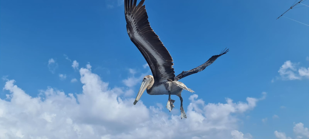 664f56_0220524fadc44defbf12b627fb1bbeb7~mv2