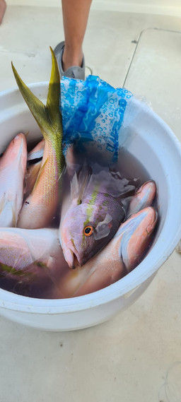 664f56_19736783b4054d0f9543f38b53eac7ae~mv2