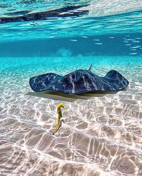 664f56_43ededad7e81468d87fb164539fd6170~mv2