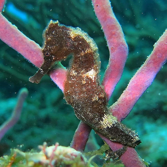 664f56_74b0c058d72f40e3835a5a84cb528cfc~mv2