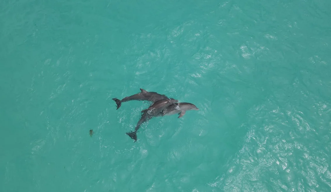 664f56_8bf8950e1aee47e48c52423584a0d684~mv2