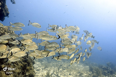 664f56_d7739442265a43da90131eac38485ec3~mv2